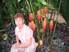 087 Cairns Botanic Gardens